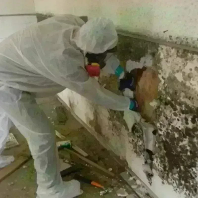 Mold Remediation and Removal in Dakota City, IA